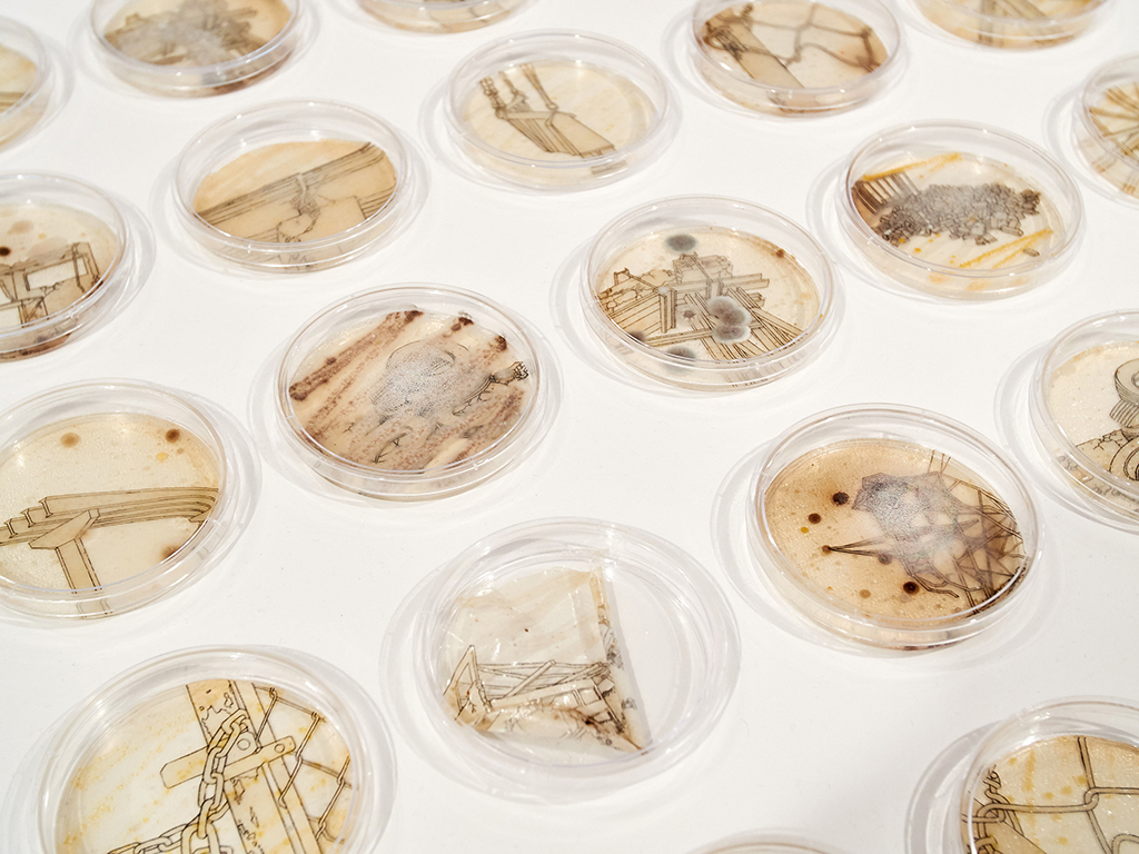 Image of the artists' installation titled "Retrograde." The installation consists of etchings, bacterial culture, Petri dishes, and mixed media.