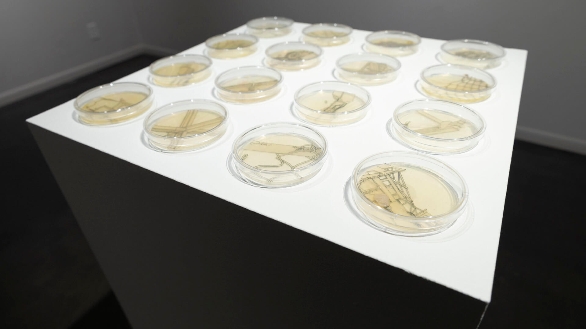 Retrograde by Jill Ho-You. Etching, bacterial culture, mixed media. 2019. Image credit: Sarah Fuller.