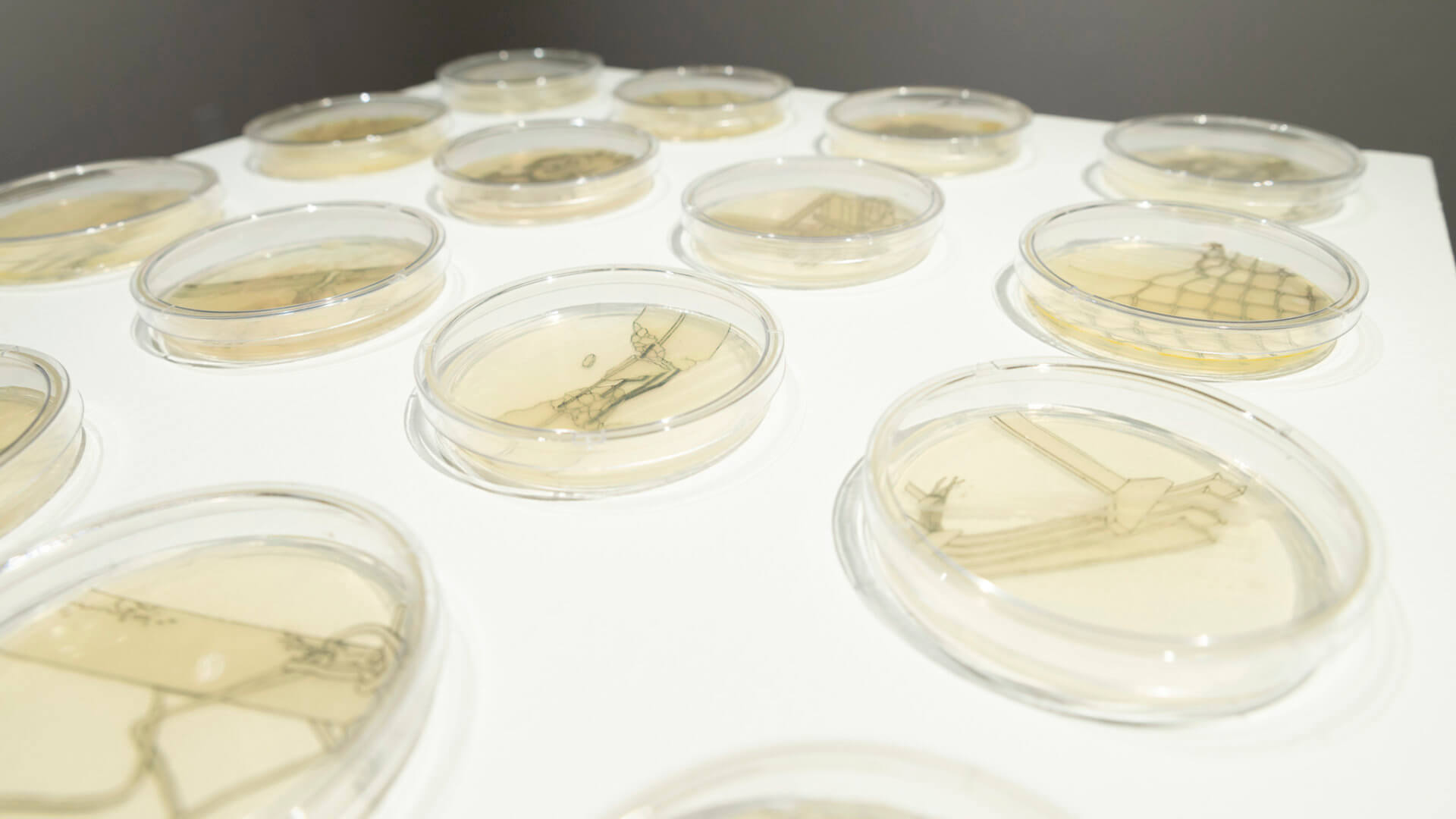 Retrograde by Jill Ho-You. Etching, bacterial culture, mixed media. 2019. Image credit: Sarah Fuller.