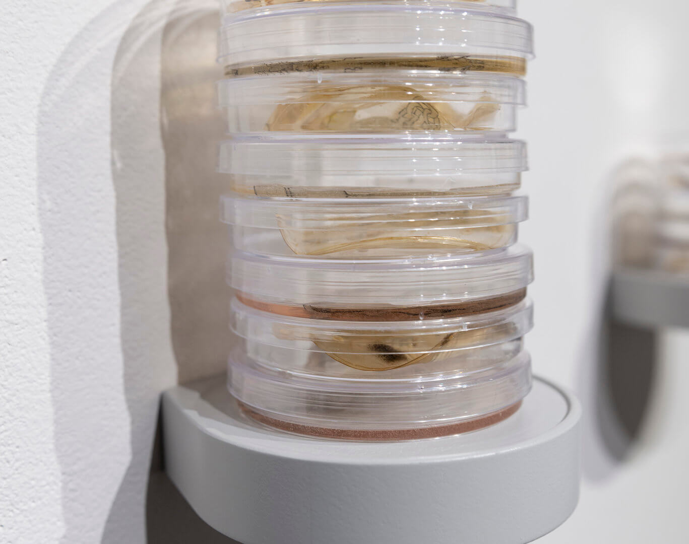 Still Point by Jill Ho-You. Etching, bacterial culture, mixed media. 2019. Image credit: Sarah Fuller.