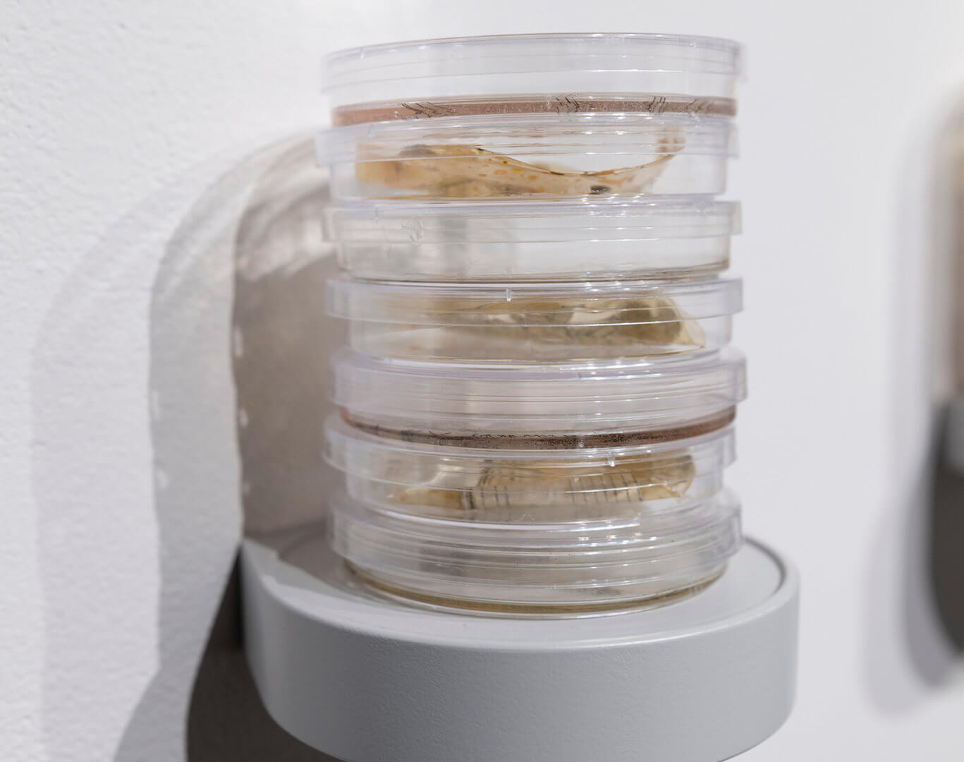 Still Point by Jill Ho-You. Etching, bacterial culture, mixed media. 2019. Image credit: Sarah Fuller.