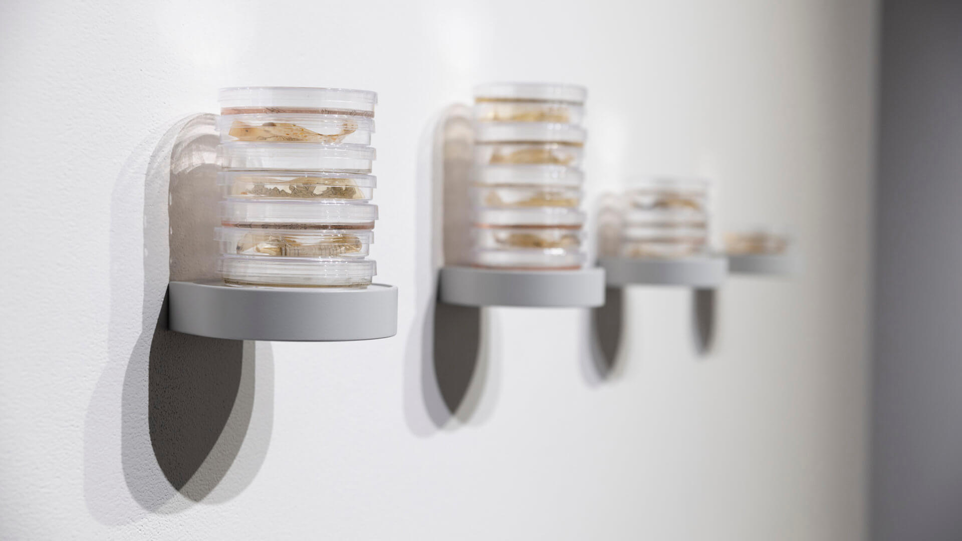 Still Point by Jill Ho-You. Etching, bacterial culture, mixed media. 2019. Image credit: Sarah Fuller.