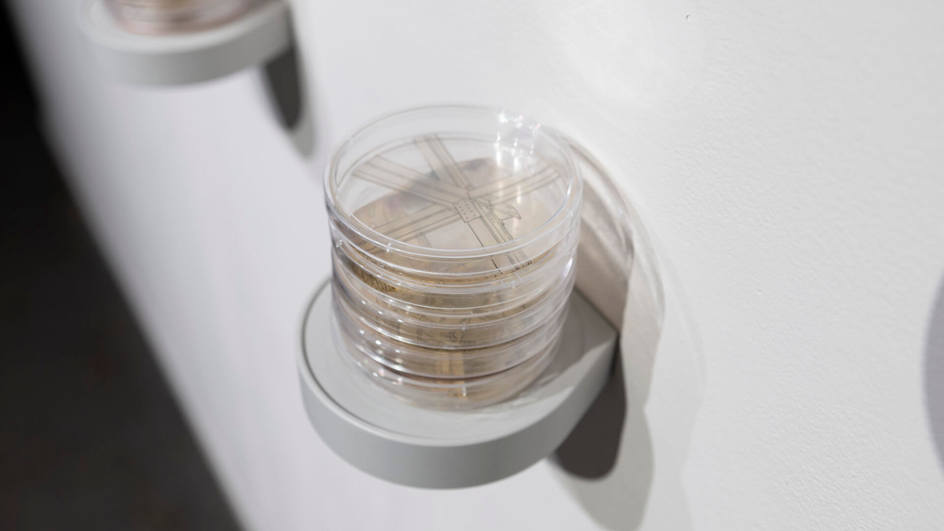 Still Point by Jill Ho-You. Etching, bacterial culture, mixed media. 2019. Image credit: Sarah Fuller.