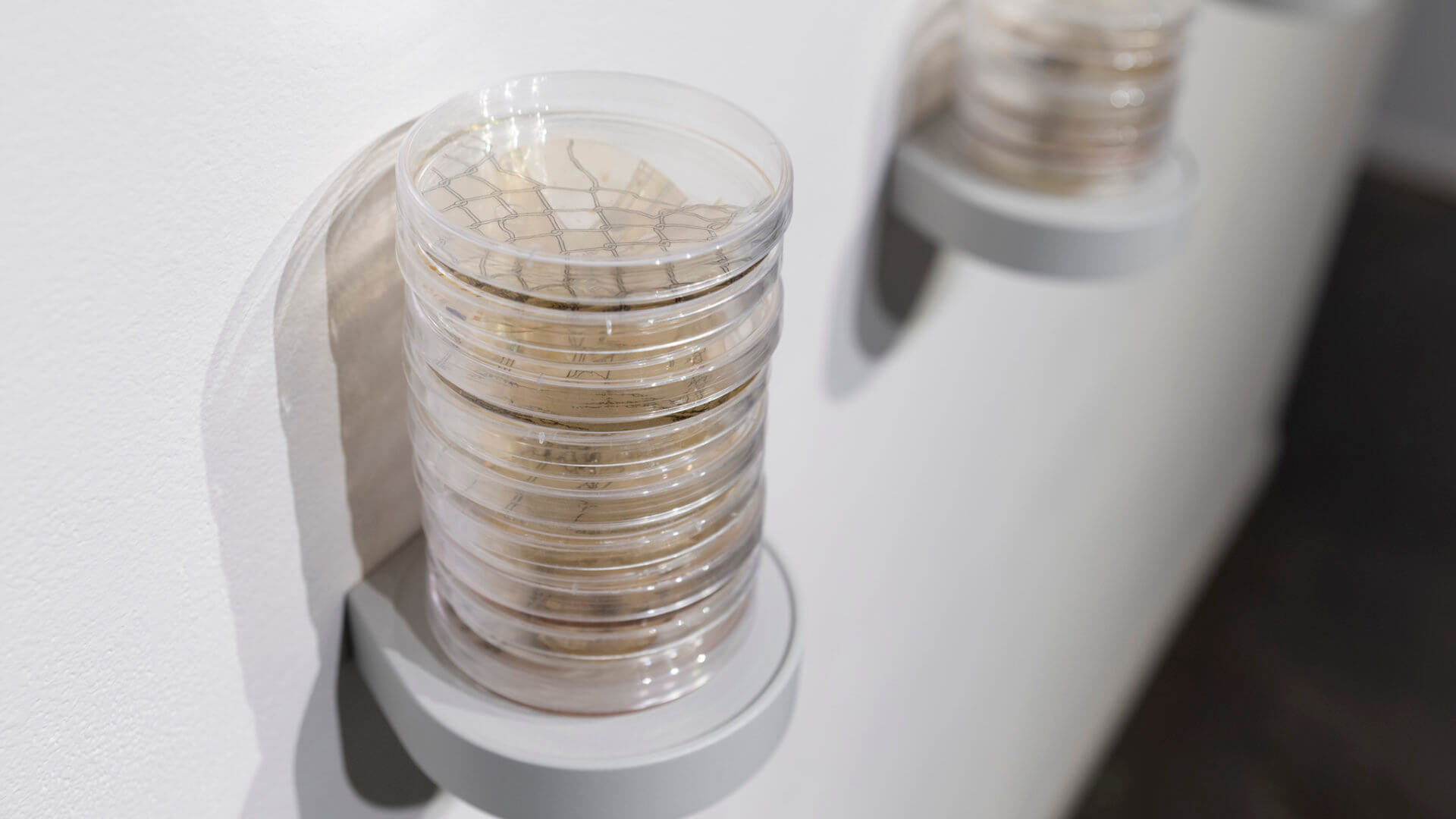 Still Point by Jill Ho-You. Etching, bacterial culture, mixed media. 2019. Image credit: Sarah Fuller.