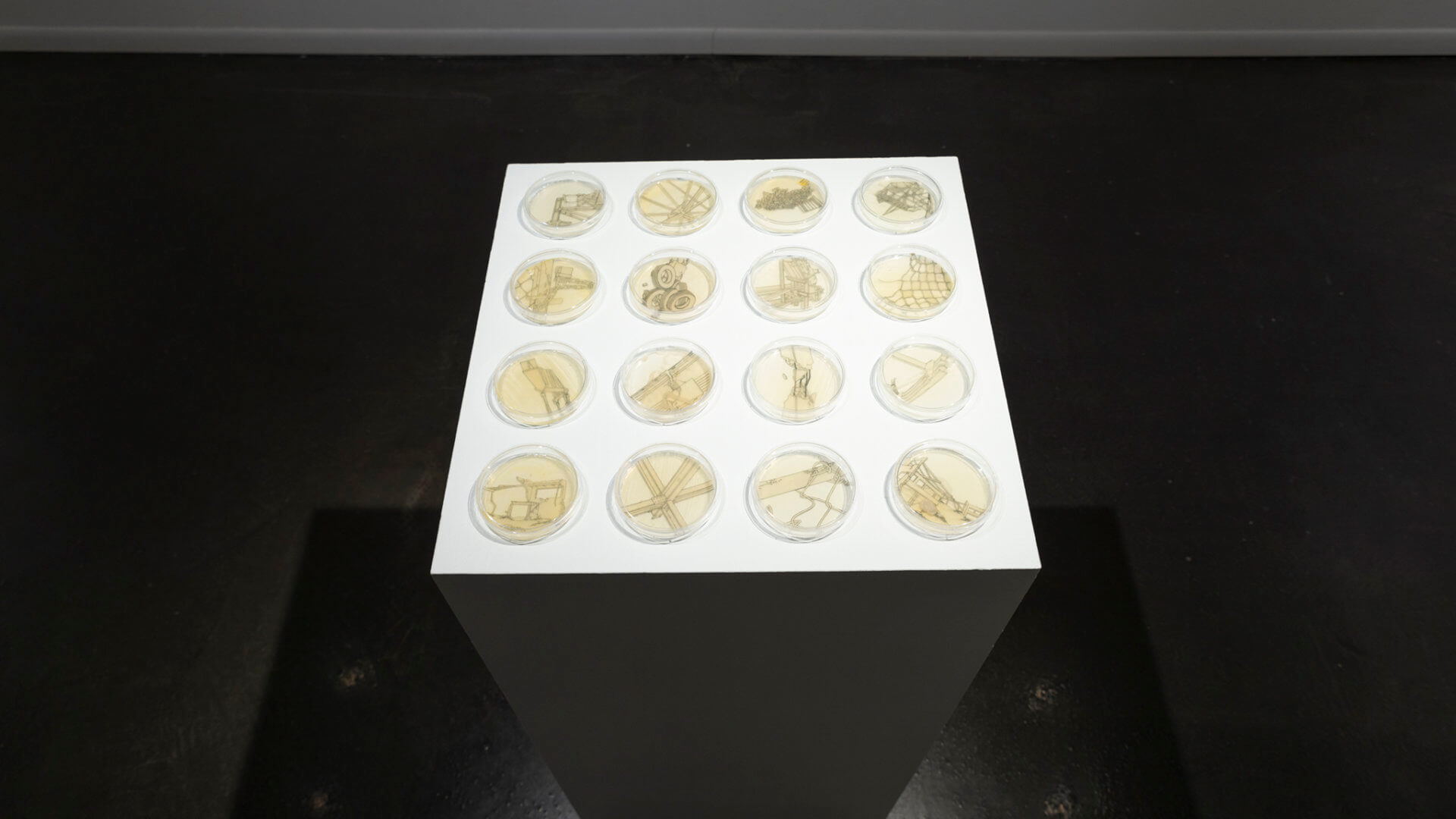 Retrograde by Jill Ho-You. Etching, bacterial culture, mixed media. 2019. Image credit: Sarah Fuller.