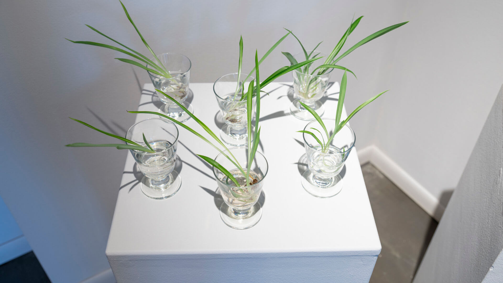 Free plants for gallery visitors. Part of the exhibition Futures Abundant/Futures Barren by April Dean. Image credit: Sarah Fuller.