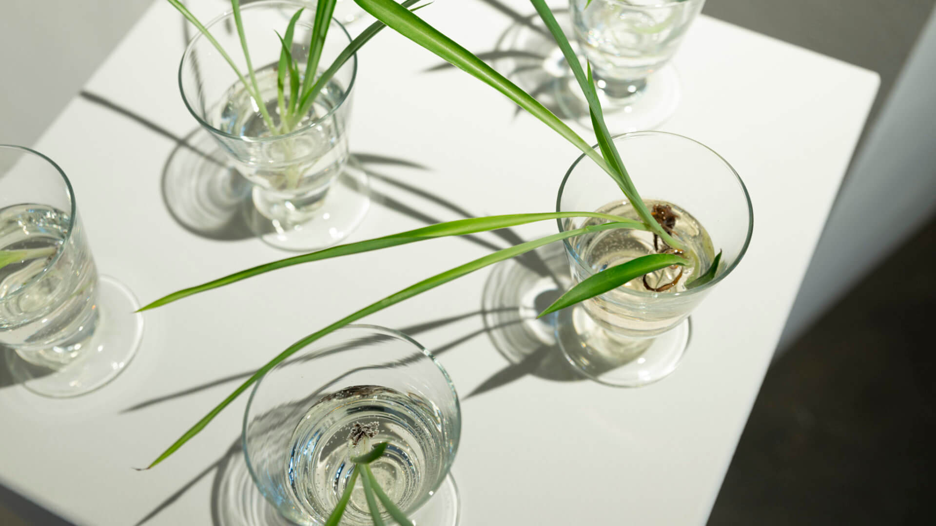 Free plants for gallery visitors. Part of the exhibition Futures Abundant/Futures Barren by April Dean. Image credit: Sarah Fuller.