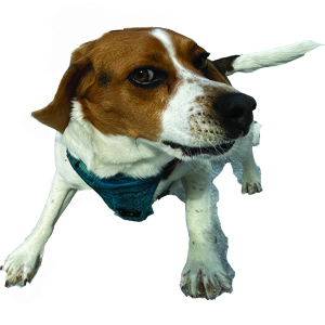 Martha Street Studio Pet Projects – Print Exchange